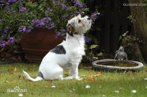 不掉毛无体味性格温顺的小型犬,宠物狗大全表