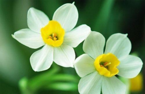 开败了的水仙花怎么处理,开败的水仙花种球