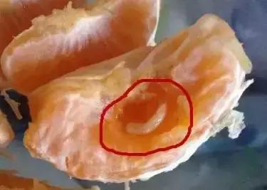 柑橘害虫的防治方法,种植柑橘需要防治哪些害虫