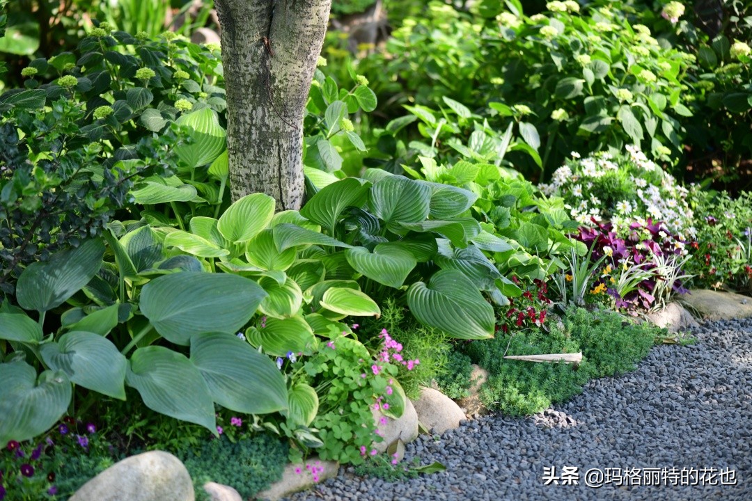 河马花园植物大全,荷马花园的月季