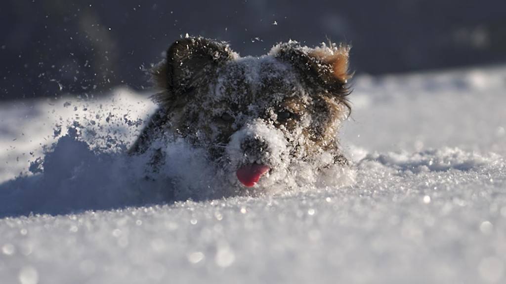狗狗老是啃咬自己腿的毛,狗狗老是啃主人的手微疼