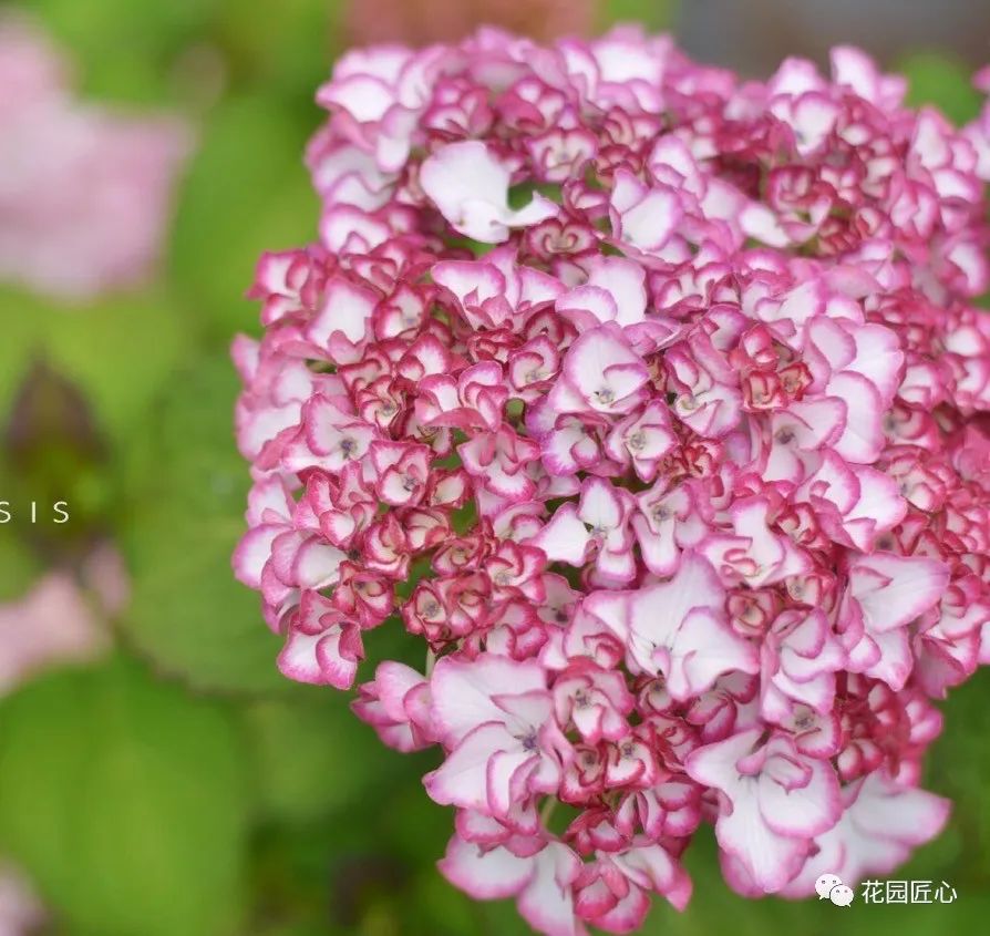 最漂亮的十种绣球,最省心的绣球