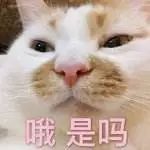 如何挑选猫粮成分安全,怎样挑选猫粮最好