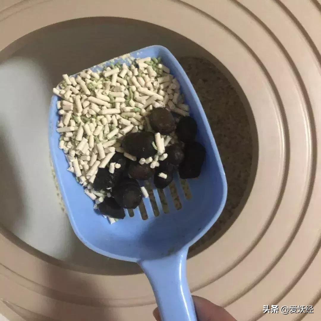 lorde全价猫粮,lorde猫粮值不值得购买