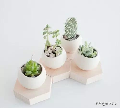 花盆里的杂草到底要不要拔,花盆里的杂草应当拔掉还是剪掉