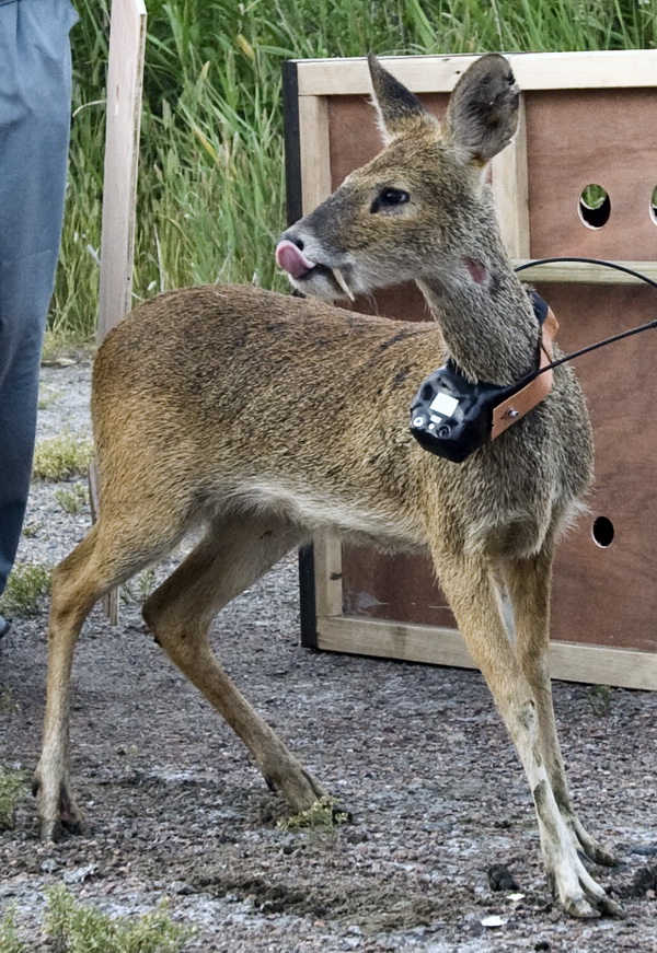 你见过长獠牙的小鹿吗？它们其实很胆小——獐