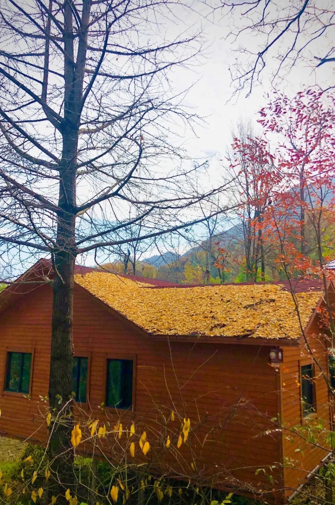 大美中国甘肃康县,央视大美中国甘肃康县