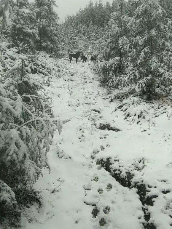 最烈的青川犬,最好的青川犬