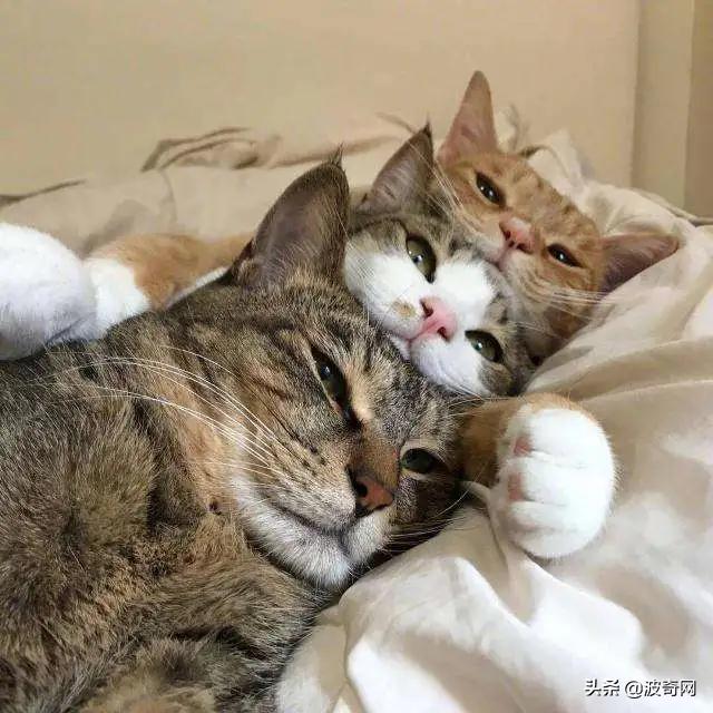 剩茶叶怎么利用,剩茶叶如何取出