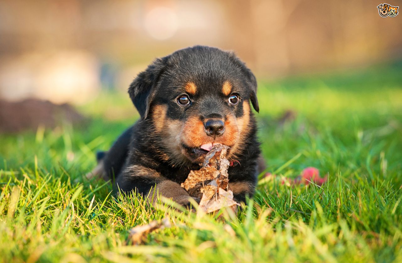 罗威纳犬和拉布拉多哪个适合家养,拉布拉多犬和罗威纳哪个好养
