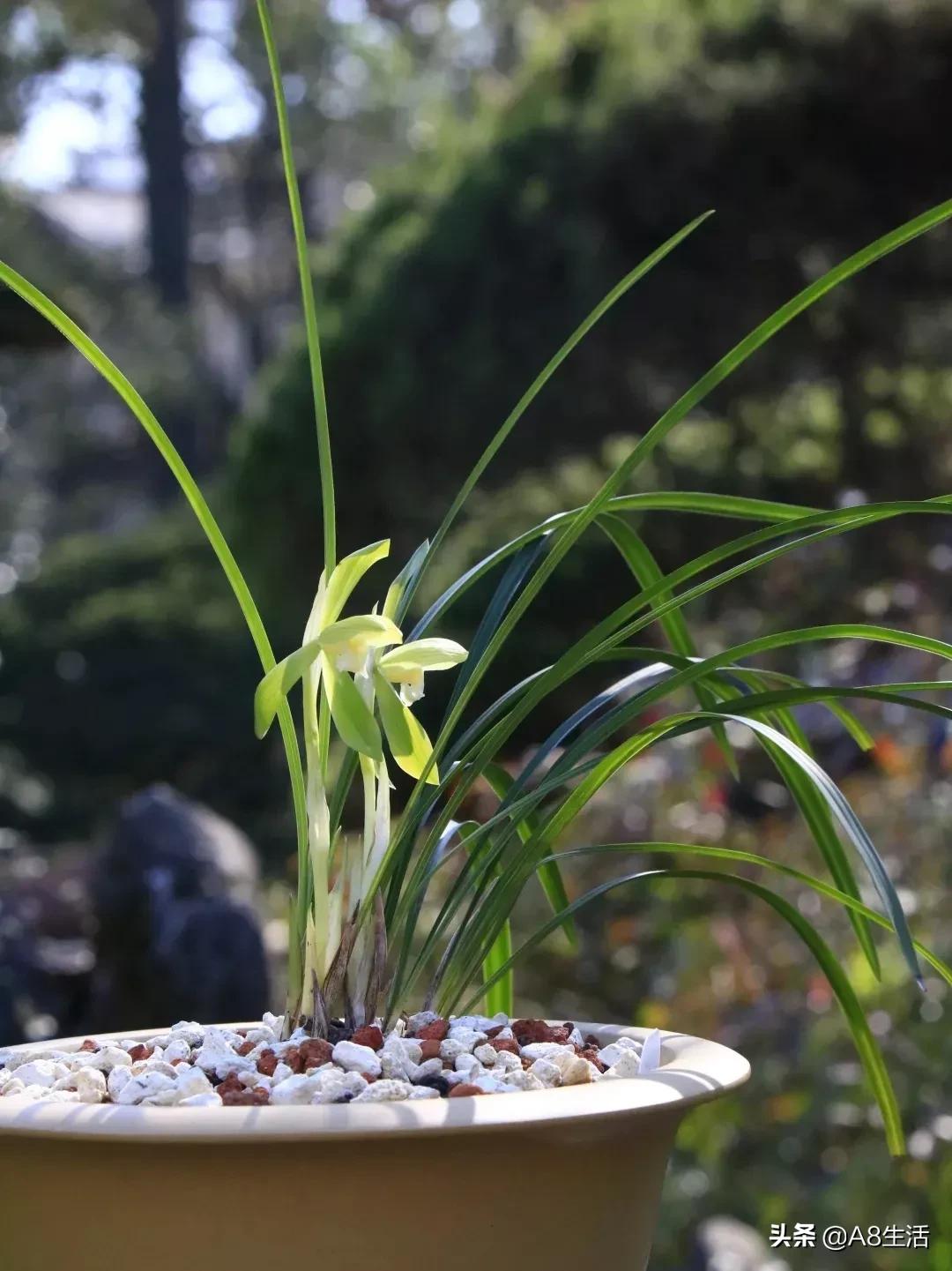 春兰张荷素兰花介绍,每日一品中国兰花春兰