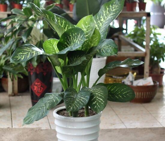 万年青长高了怎么修剪的视频,万年青的修剪方法详细图