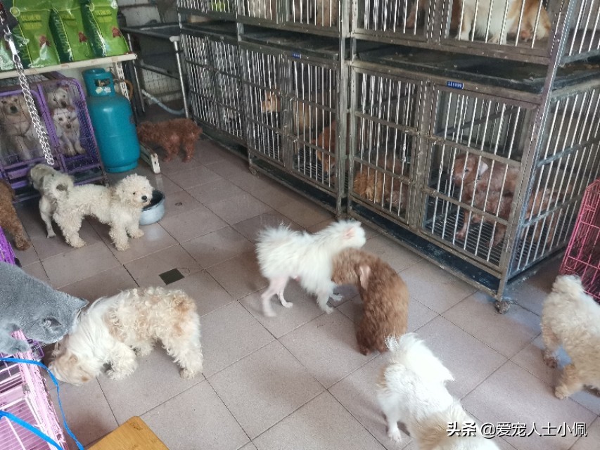 猫狗得了皮肤病怎么治疗,猫狗皮肤病怎么才算好