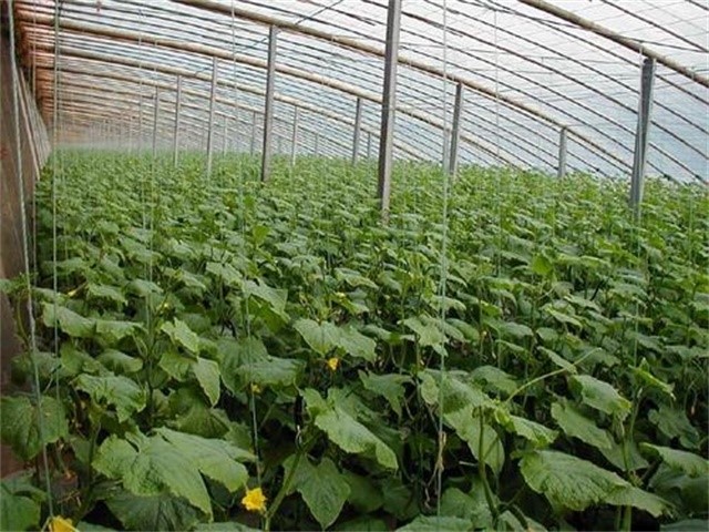 小苏打喷施蔬菜在什么时间喷最好,小苏打叶面肥喷雾蔬菜好吗