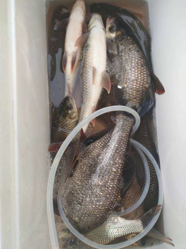 夏天野钓小鱼闹窝的最有效的方法,夏季白天钓鱼怎样减少小鱼闹窝