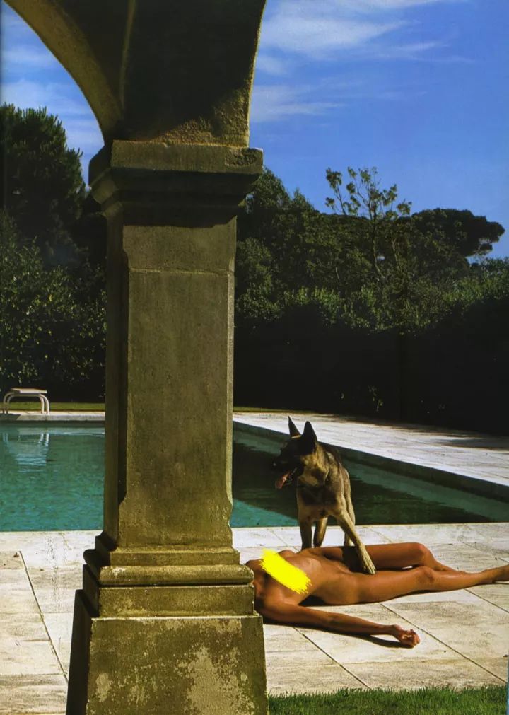 犬的记忆｜世界摄影经典