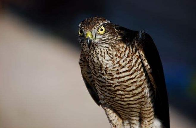 三虎出一豹三斑出一鹞,三虎出一豹代表什么