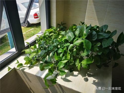 绿萝是个老酒鬼,一周喝一碗,新叶呼呼长,黄叶绿回来