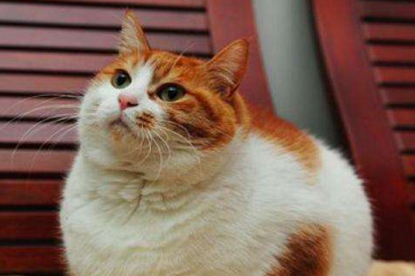 经常打猫有什么后果,每天打猫猫咪会怎么样