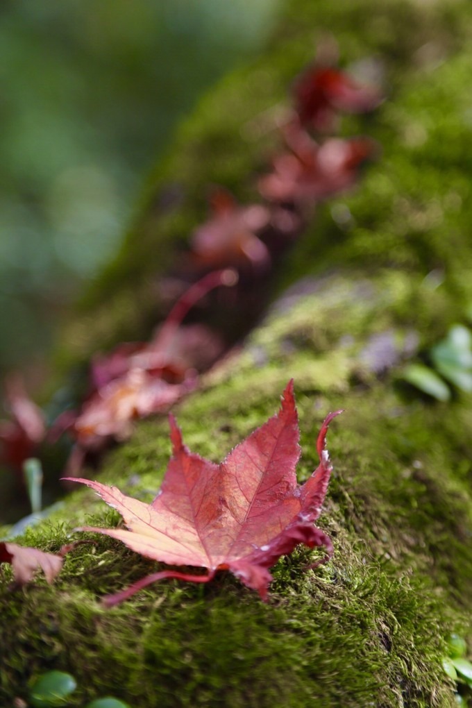 日本京都枫叶季旅游攻略,日本关西赏枫旅游攻略