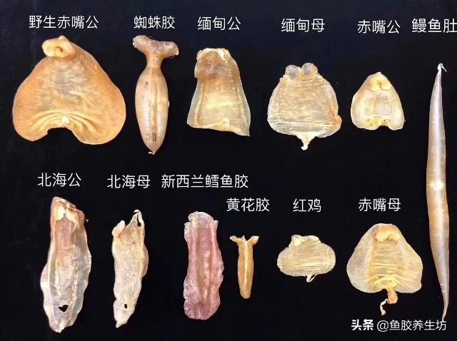 鱼胶知识书籍,鱼胶的知识抖音视频