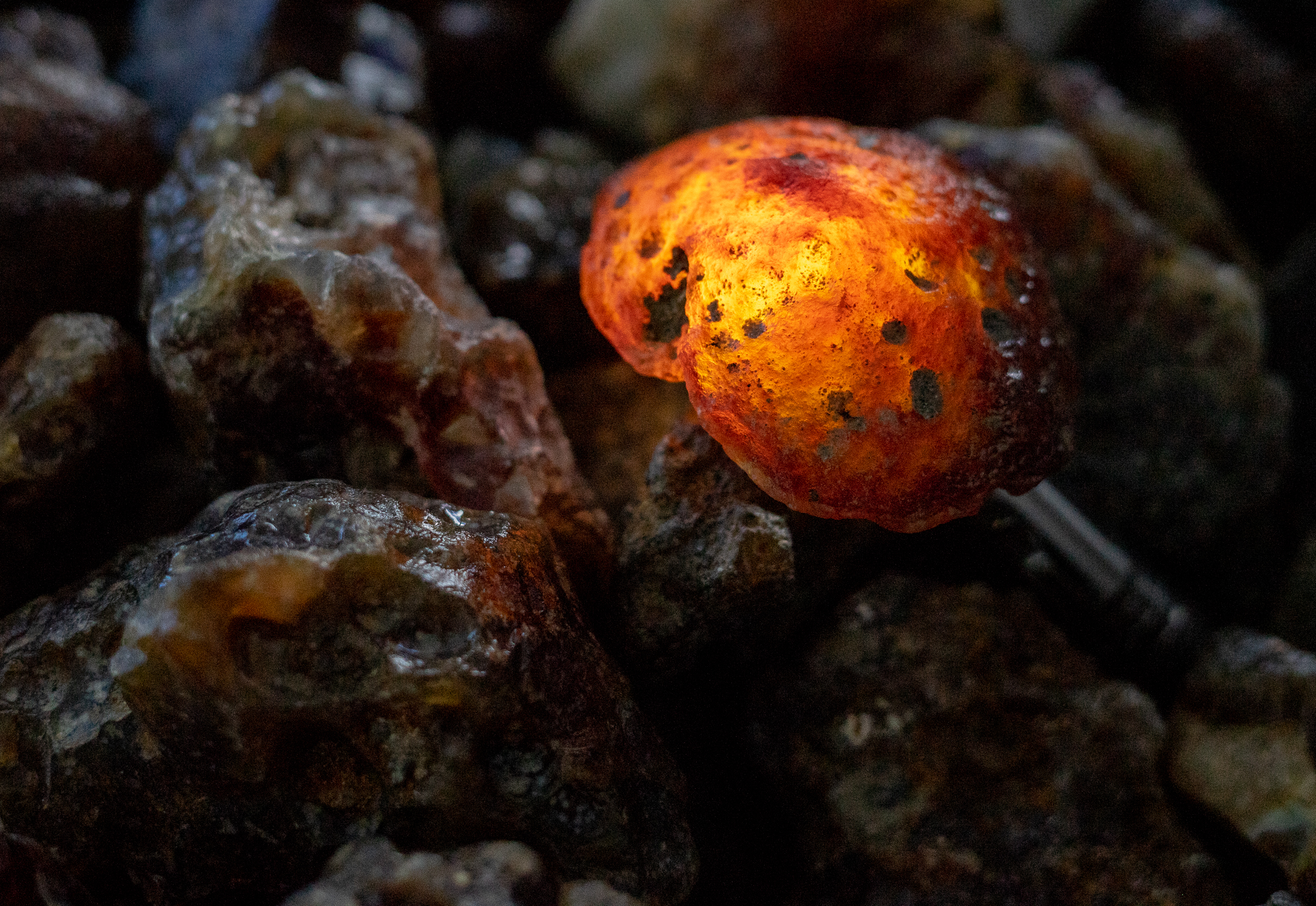 大自然的馈赠满山遍野的花,大自然的馈赠深山老林