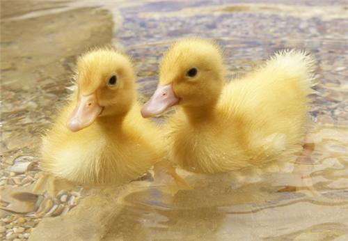 小鸭子放水里游能游回来吗,小鸭子游啊游
