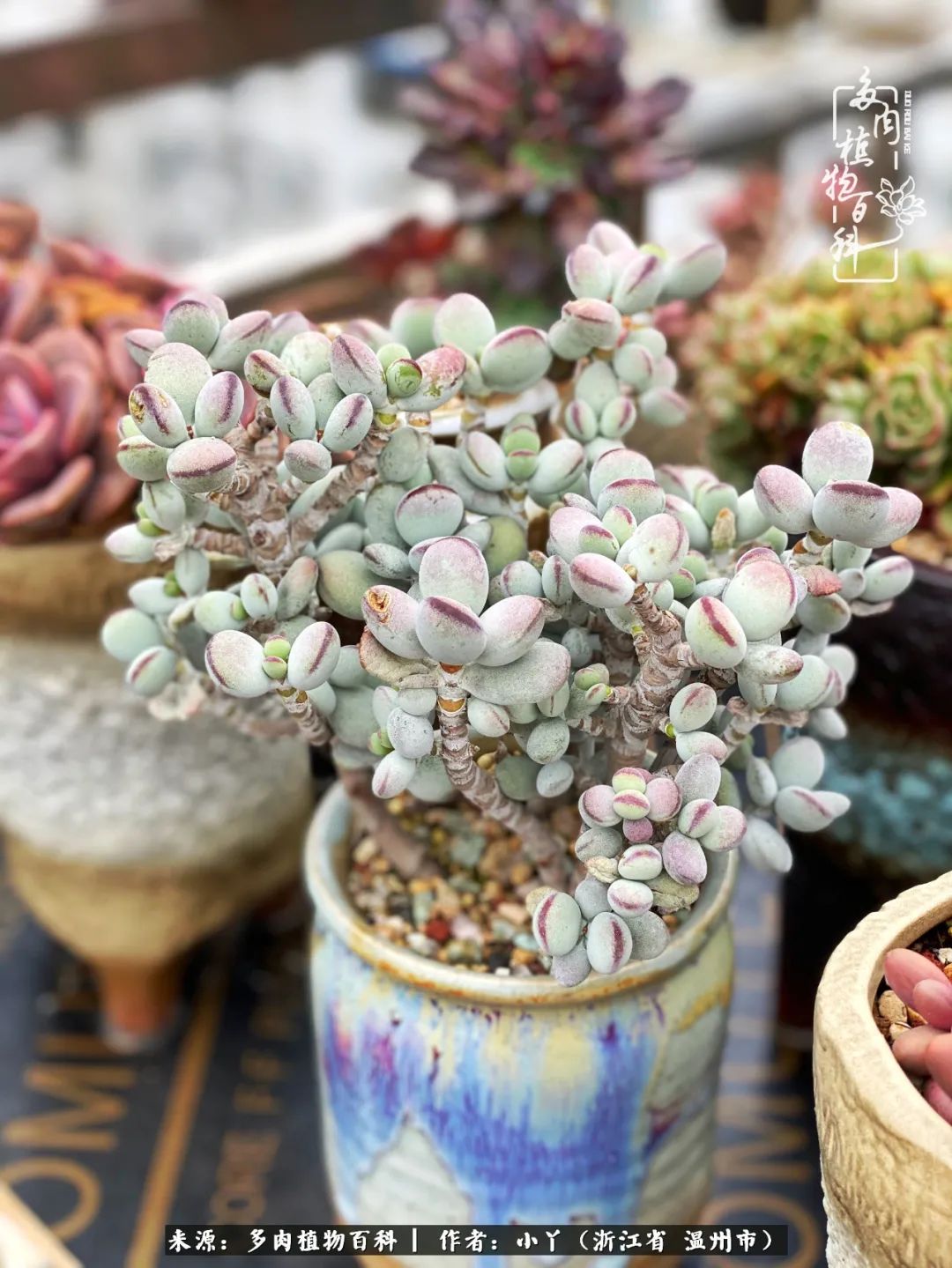 祖上无院家里无矿，一腔浪漫情怀付诸楼顶造花