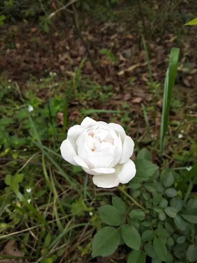 适合学生党养的多肉,适合大学宿舍长期养的多肉