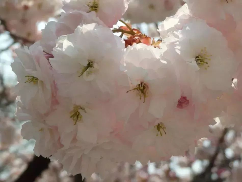 看到花的时候,不知是什么花?那就收下这份百花图谱
