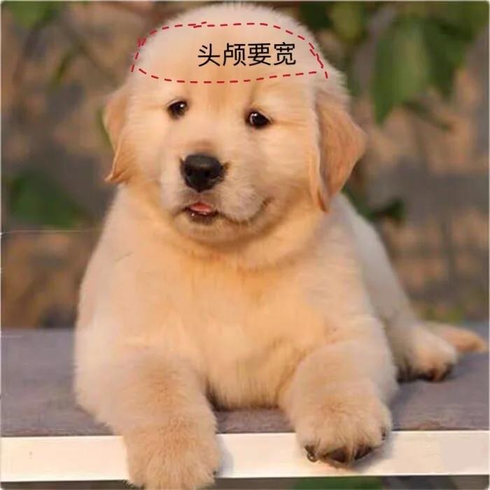 挑选金毛幼犬品相,一个月红毛金毛品相怎么看