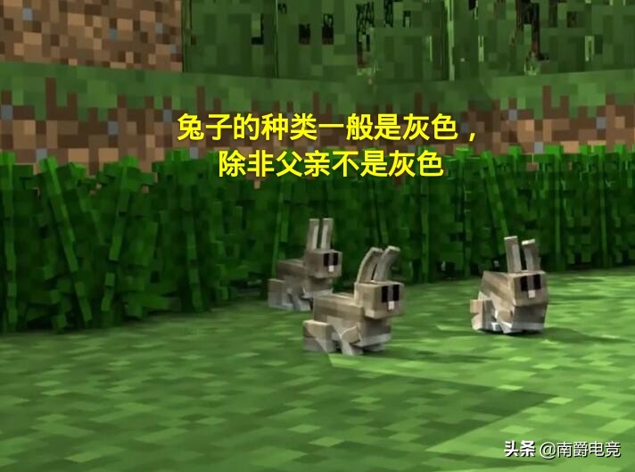 我的世界全部动物冷知识,兔子的冷知识之我的世界