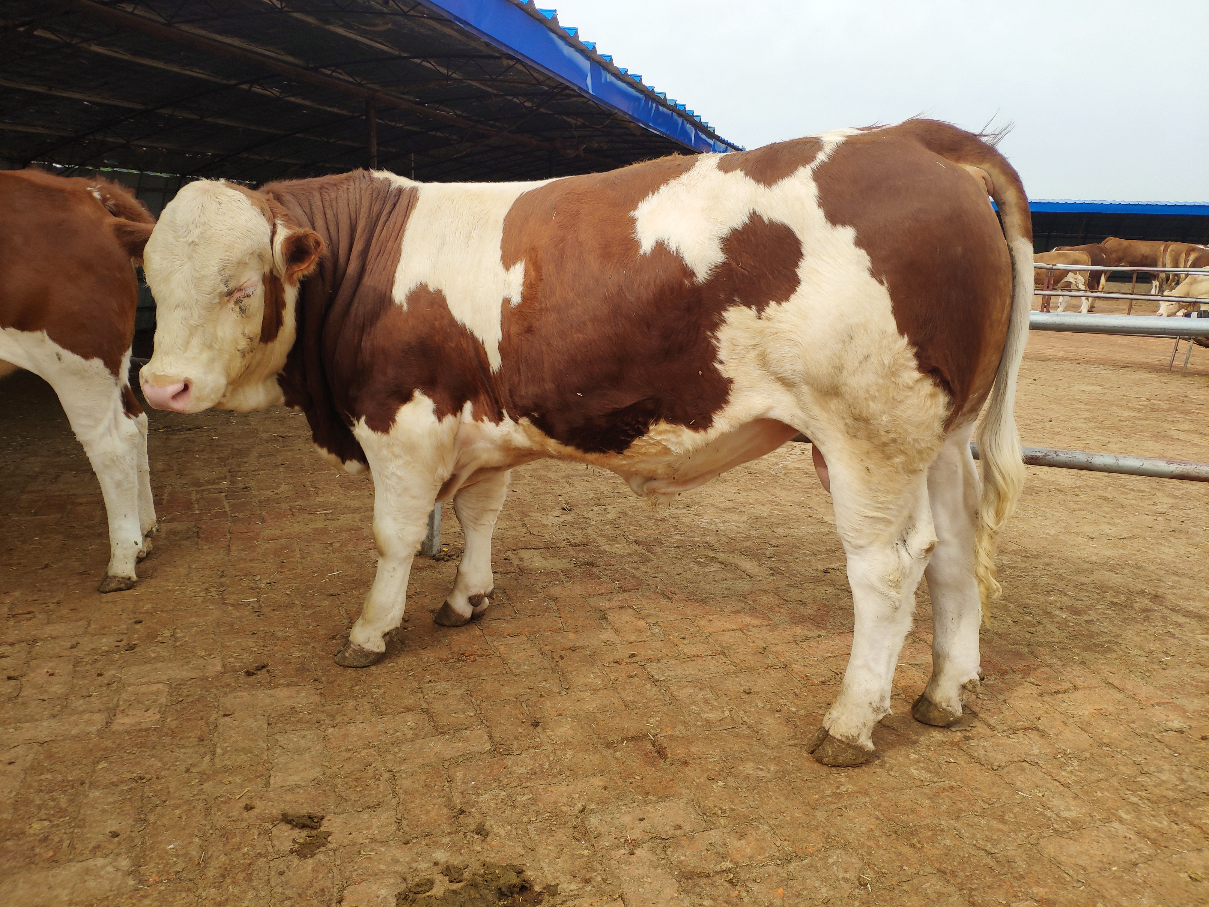 养殖行业的辛苦和付出,养殖是个辛苦活