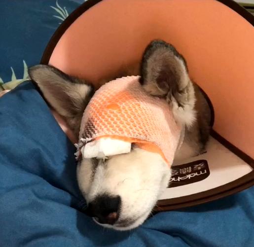 哈士奇破坏力很大吗,哈士奇的破坏力有多大