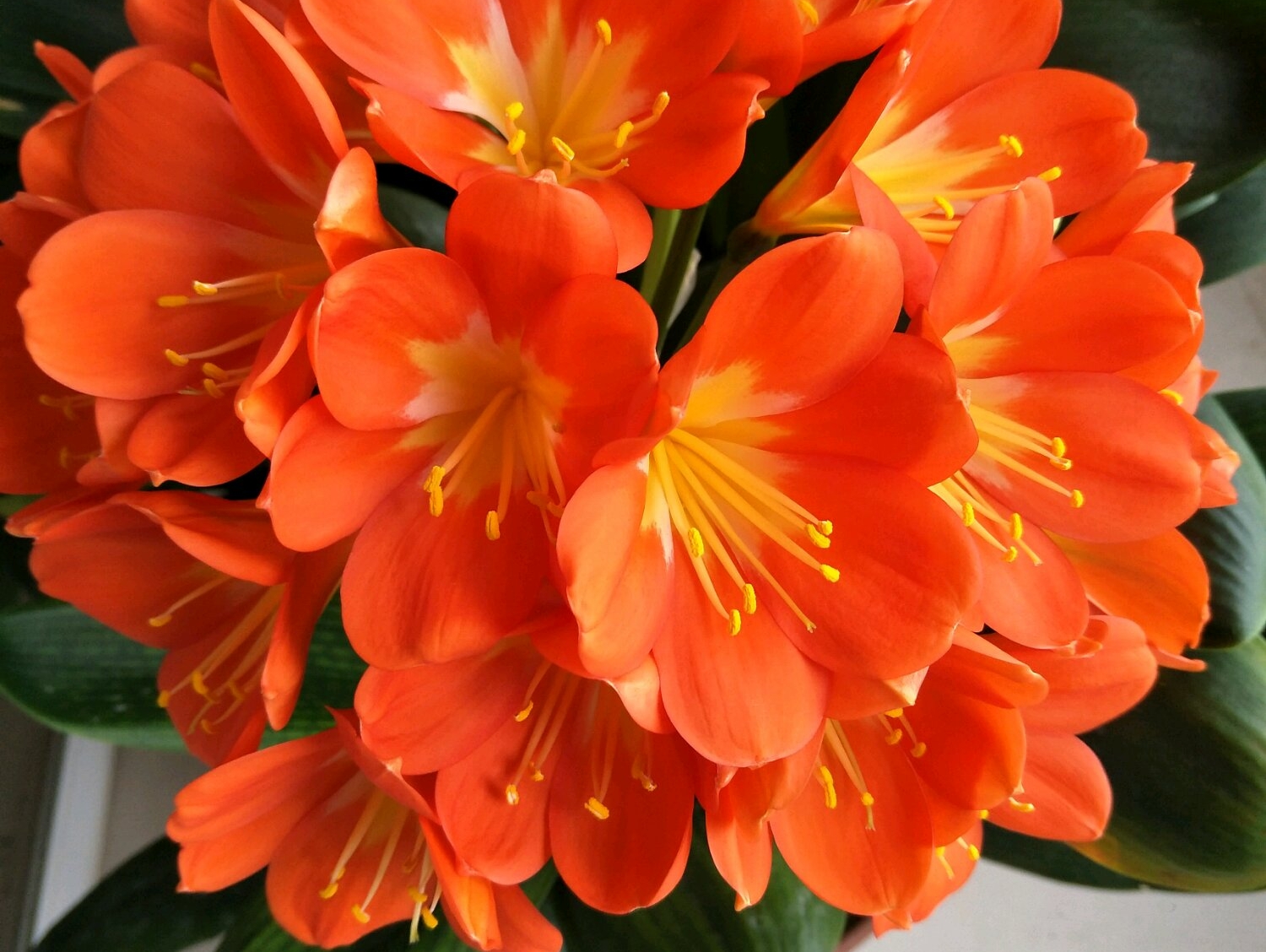 君子兰换盆后僵苗如何处理,僵苗君子兰怎么处理才能快速生长