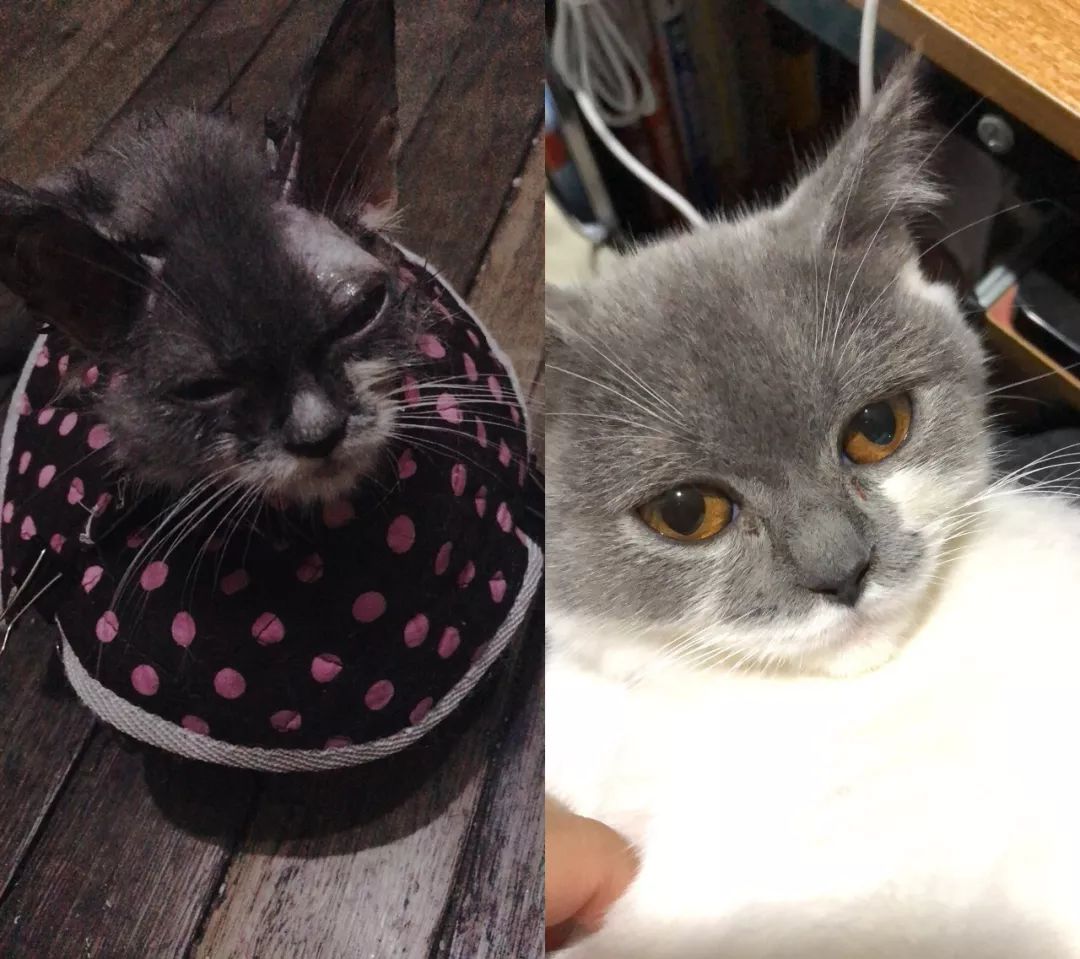 猫癣的猫生小猫怎么办,猫奶癣和猫癣的区别