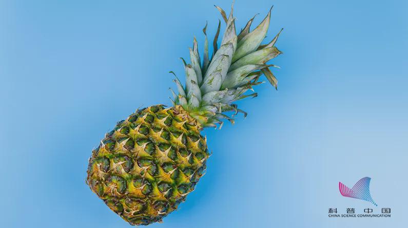 科学研究表明菠萝泡盐水没啥用,菠萝泡盐水最关键一步