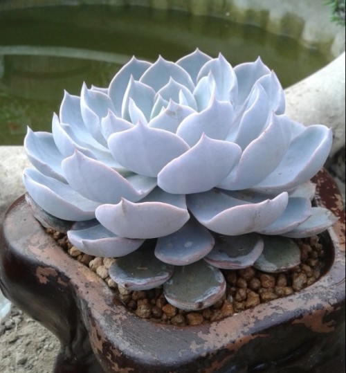 蓝石莲长蚧壳虫,多肉蓝石莲耐冻吗