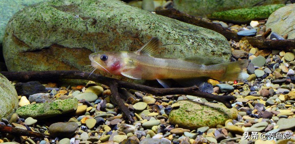 宠物鱼怕人怎么办,宠物鱼为什么会突然惊吓都躲起来