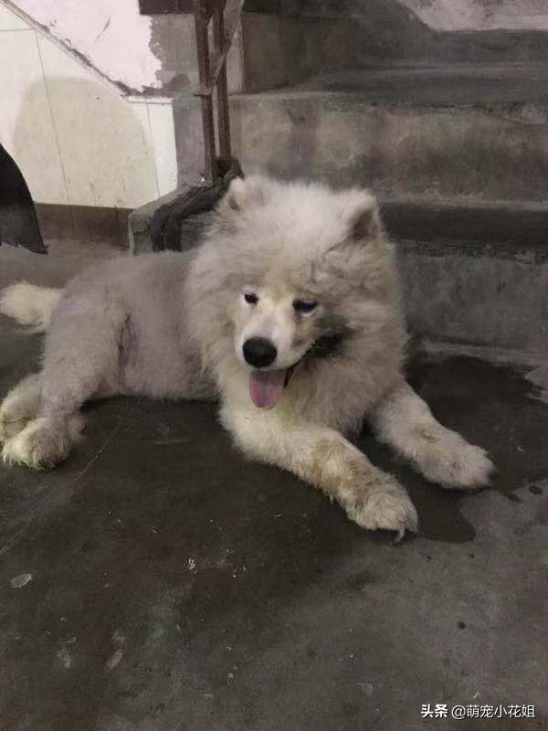 狠心主人把萨摩耶犬遗弃在路边,微笑天使萨摩耶犬被救治