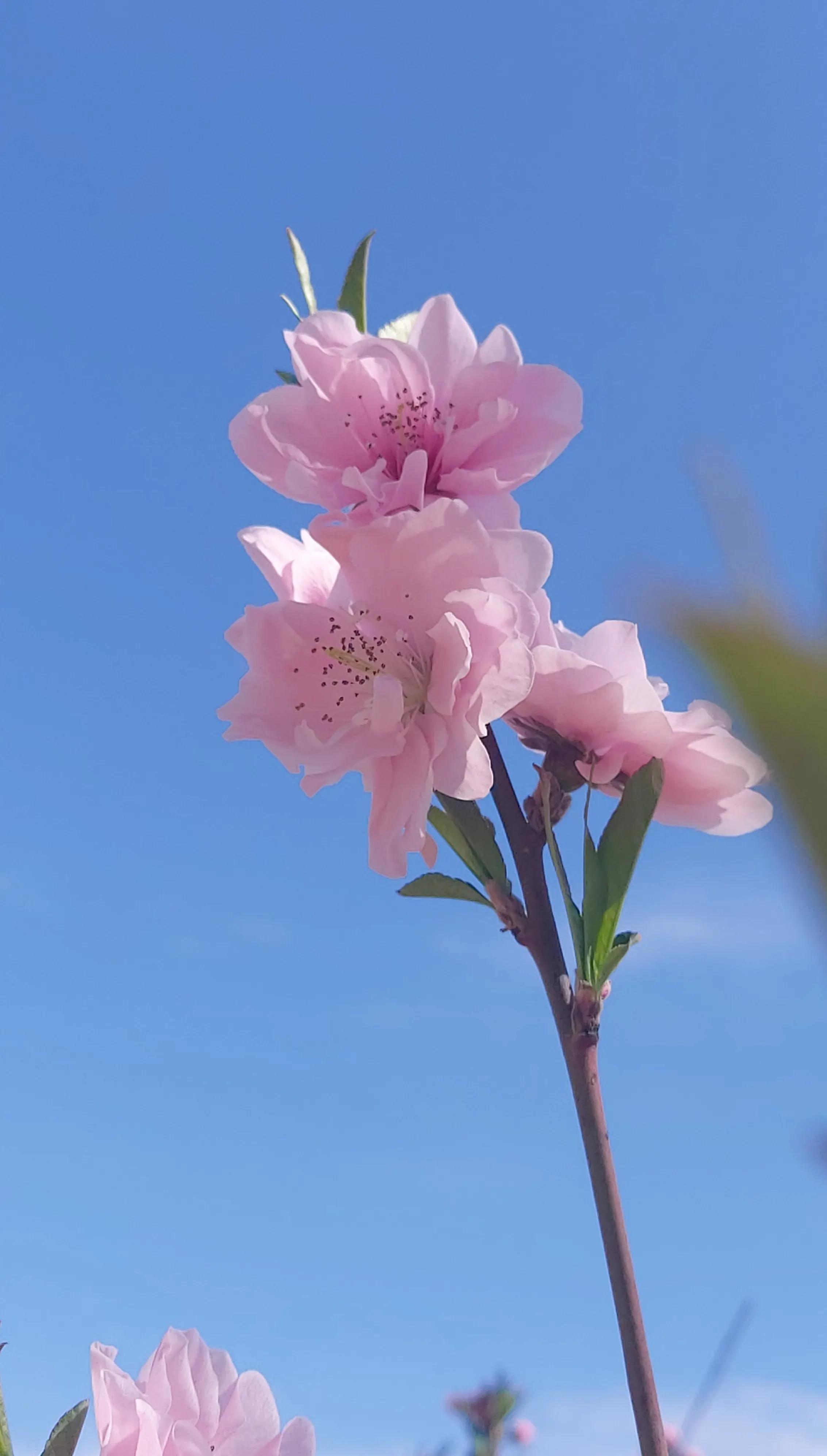 散文诗欣赏:碧砌红轩又清明，草长莺飞已春仲