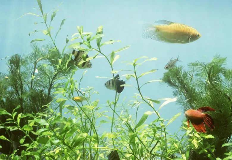 新鱼缸放鱼后水质非常浑浊,鱼缸加了益生菌后水质发白浑浊