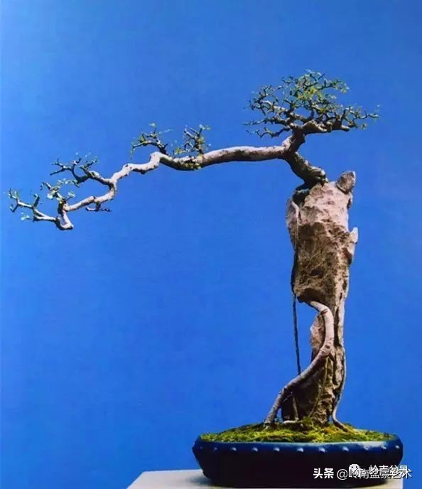 鎺㈡灊妞嶇墿,鎺㈡灊