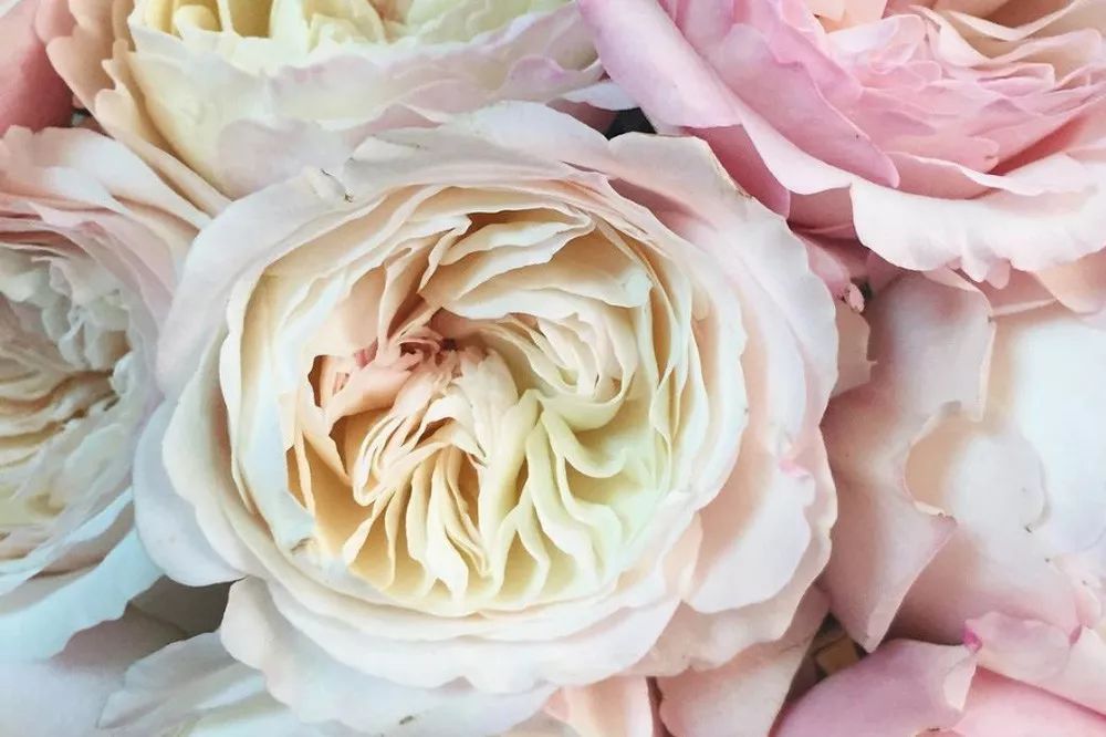 一篇文章带你认识三亚40种花,鲜花图鉴一次性认识30种玫瑰花