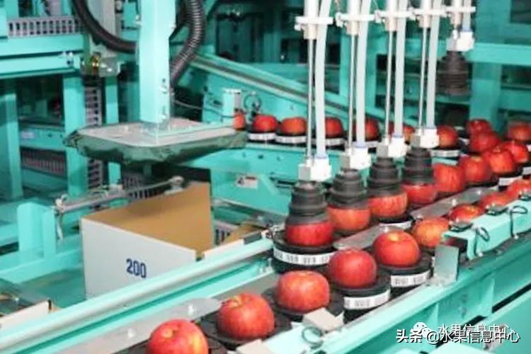 为什么日本苹果质量比中国的好,日本青森苹果种植