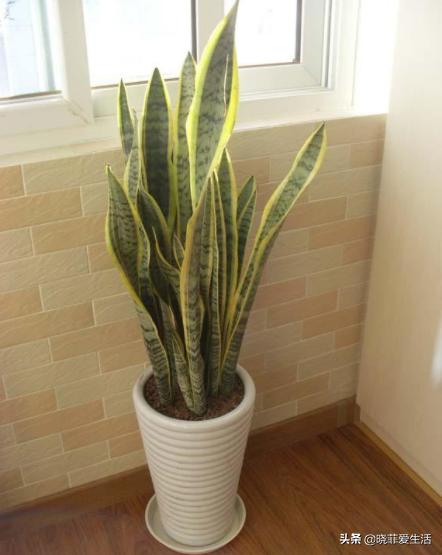 好养又寓意好的室内花,室内好养的对身体好花有几种