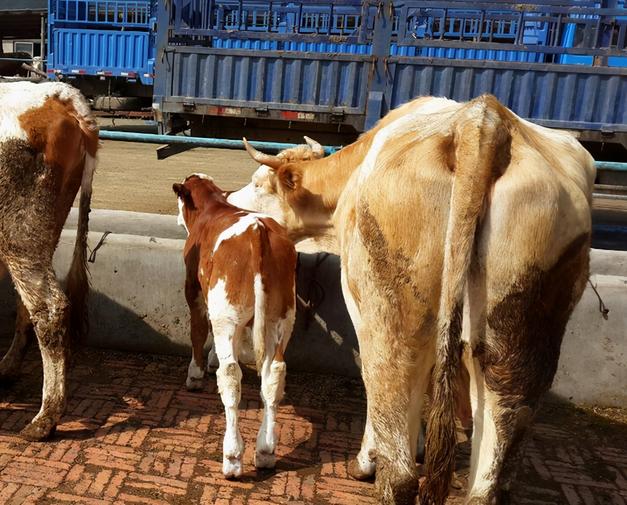 牛不倒嚼是什么原因导致的,牛倒嚼次数少是什么原因