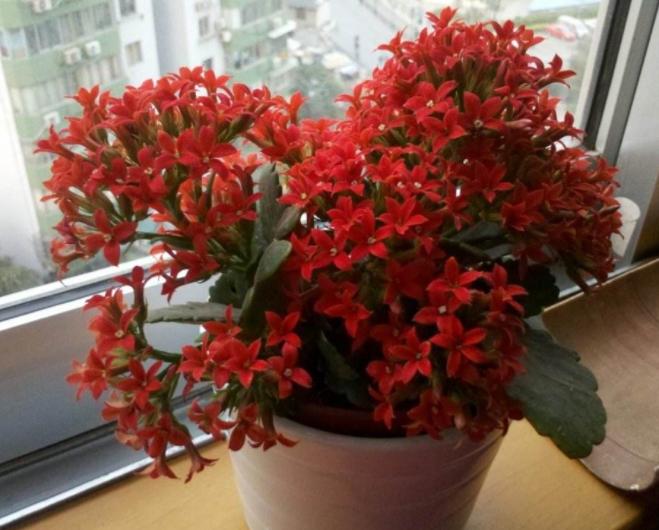 养吊兰绿萝用什么盆栽,绿萝吊兰怎样养