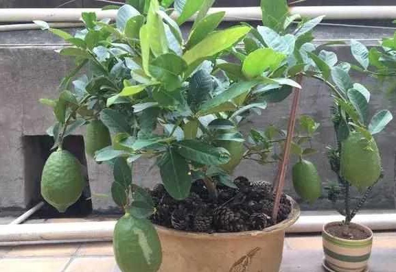 好养又散发氧气的盆栽,室内四季开花好养带香的盆栽