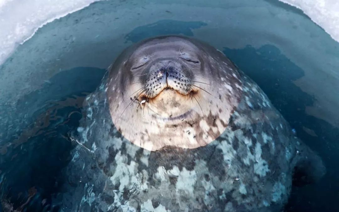 南极的神奇动物企鹅,南极生物图鉴